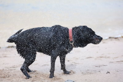 View of dog on beach