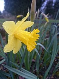 Close-up of yellow flower