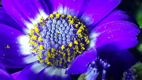 Close-up of purple flowers