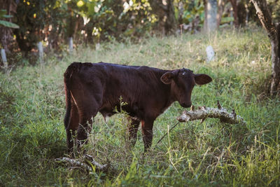 Cow standing in a field