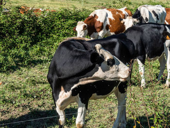 Cow standing in a field