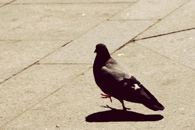 Close-up of bird perching on shadow