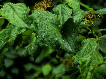 Close-up of wet leaves on plant during rainy season