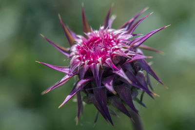 Macro picture of cardus marianus or silybum marianum,growing on the feild .medicinal plants