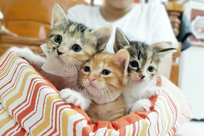 Portrait of kitten sitting