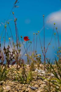 Close-up of red poppy flower on field