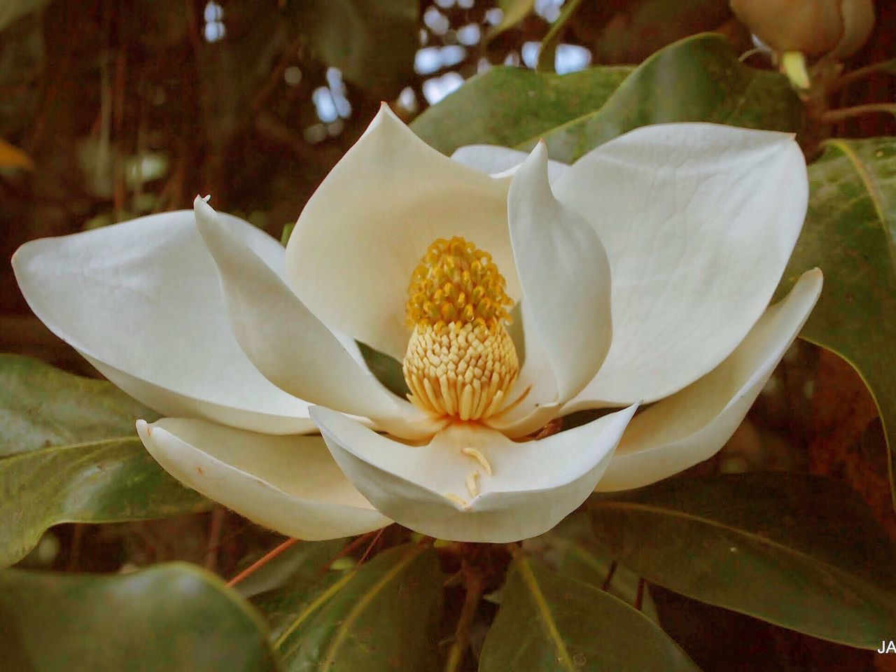 flower, petal, flower head, freshness, white color, fragility, growth, beauty in nature, close-up, nature, blooming, leaf, plant, pollen, white, stamen, in bloom, focus on foreground, blossom, no people, botany, day, outdoors, selective focus, softness, frangipani