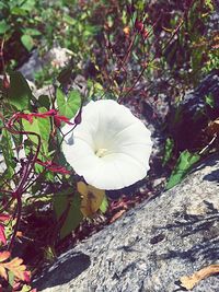 Close-up of white flowers