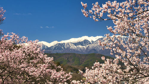 Cherry blossoms in full bloom  in takato ruins park