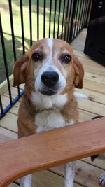 Portrait of dog sitting on railing