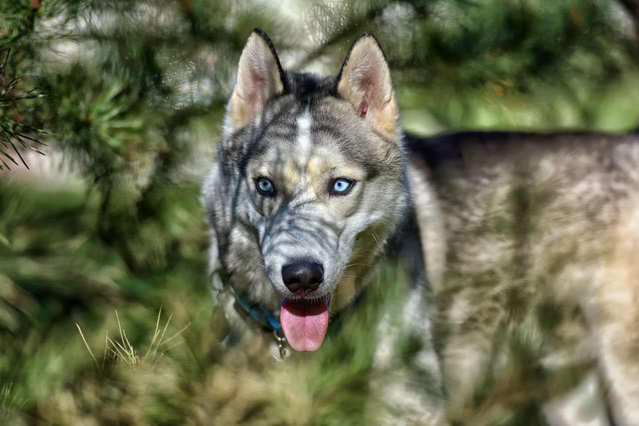 CLOSE-UP PORTRAIT OF A DOG IN THE FOREST
