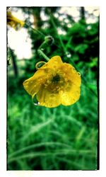 Close-up of yellow flowers