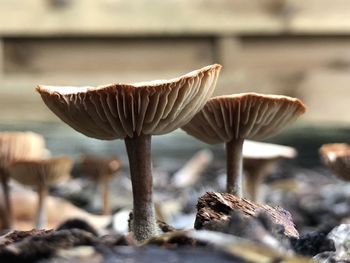 Close-up of mushroom growing on land