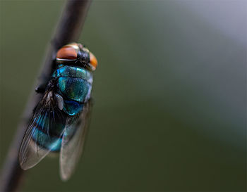 Close-up of fly