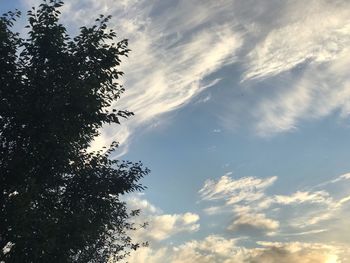 Low angle view of tree against sky