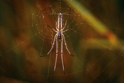 Close-up of spider on web