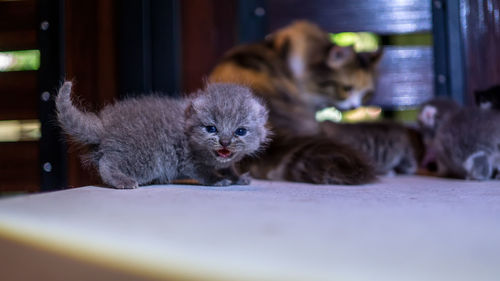 Cats relaxing at home