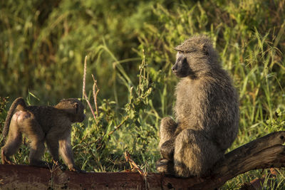 Monkey in a forest