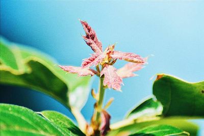 Close-up of insect on leaf