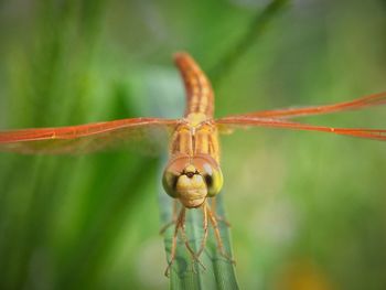 Close-up of insect on leaf