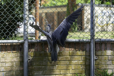 View of bird flying through chainlink fence