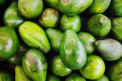 Large group of avocado