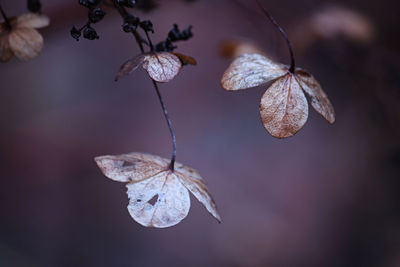 Close-up of wilted plant