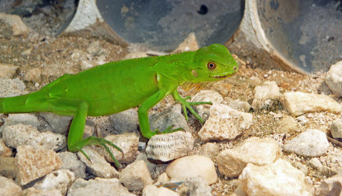 High angle view of juvenile green iguana lizard on rock