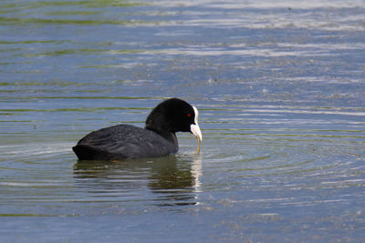 Black swan swimming in lake