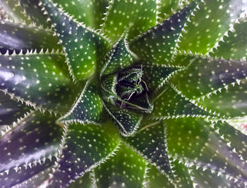 Close-up of succulent plant