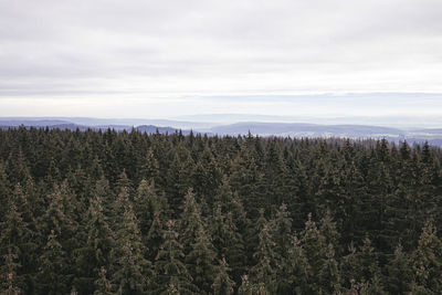 High angle view of pine trees in forest against sky