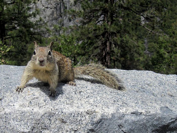 Portrait of cat on rock in forest