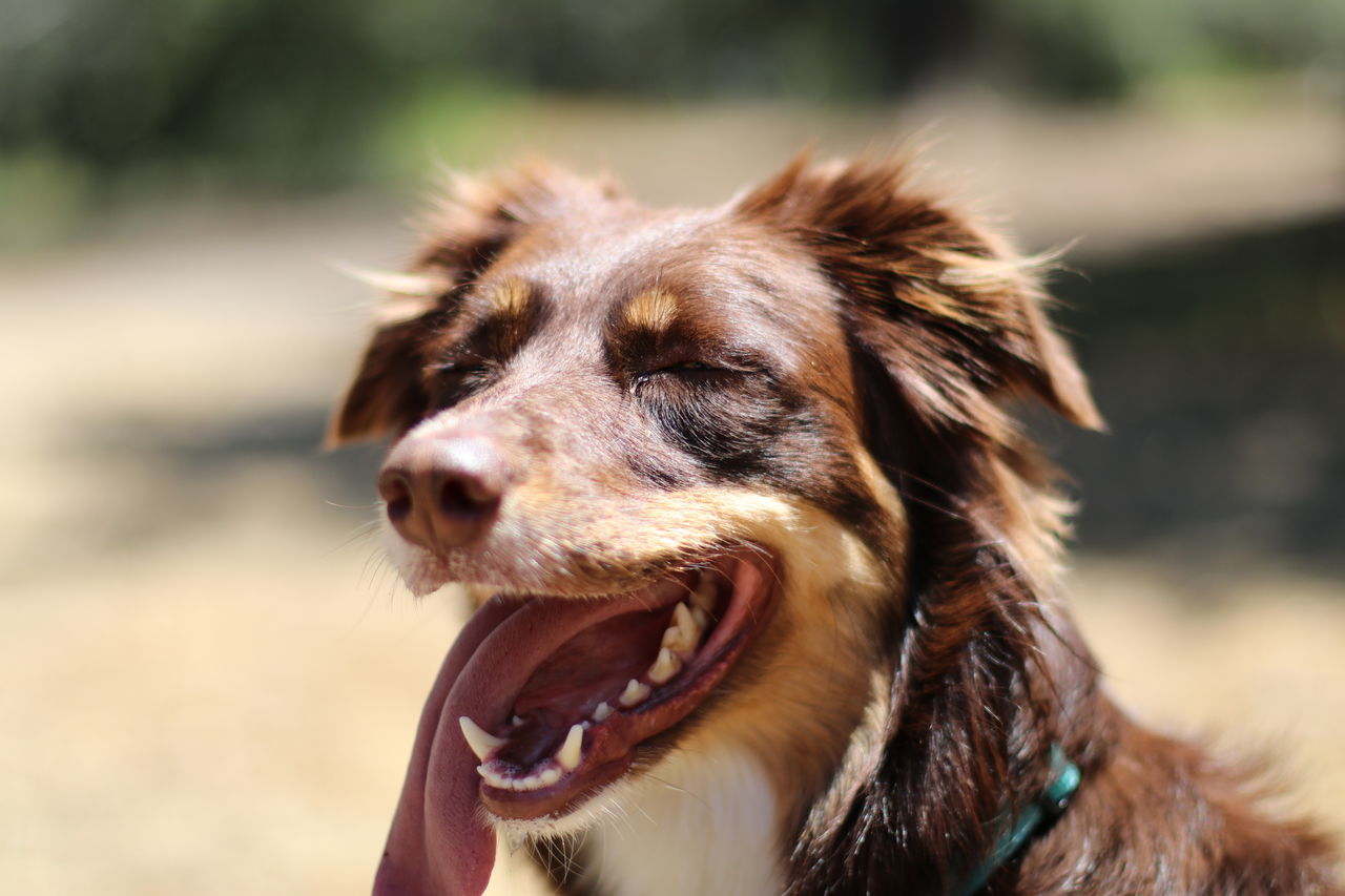 dog, one animal, pets, domestic animals, animal themes, mammal, focus on foreground, day, close-up, mouth open, outdoors, no people, nature