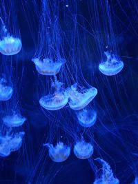 Jellyfish swimming in blue sea