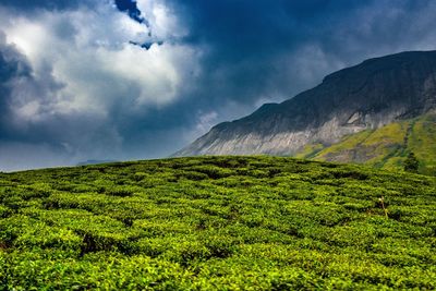 Scenic view of field against sky