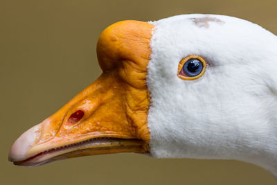 Close-up portrait of goose