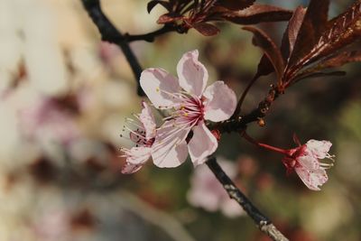 Close-up of pink flowers