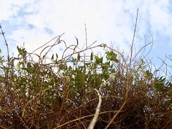 Low angle view of plants on field against sky