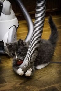 Close-up of kitten playing at home