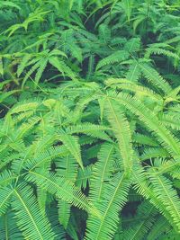 Full frame shot of palm tree leaves