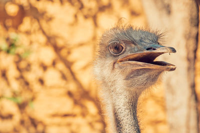 Close-up of a bird looking away