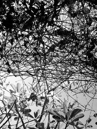 Low angle view of flower tree against sky