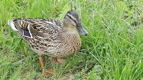 Close-up of bird on field