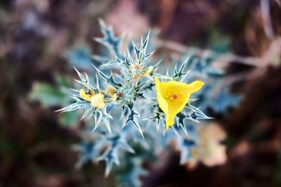 Close-up of yellow flowering plant