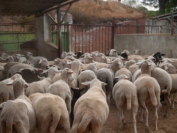 Flock of sheep in pen