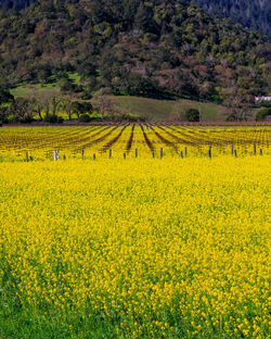 Scenic view of oilseed rape field