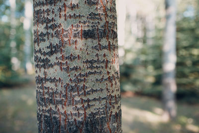 Close-up of lichen on tree trunk