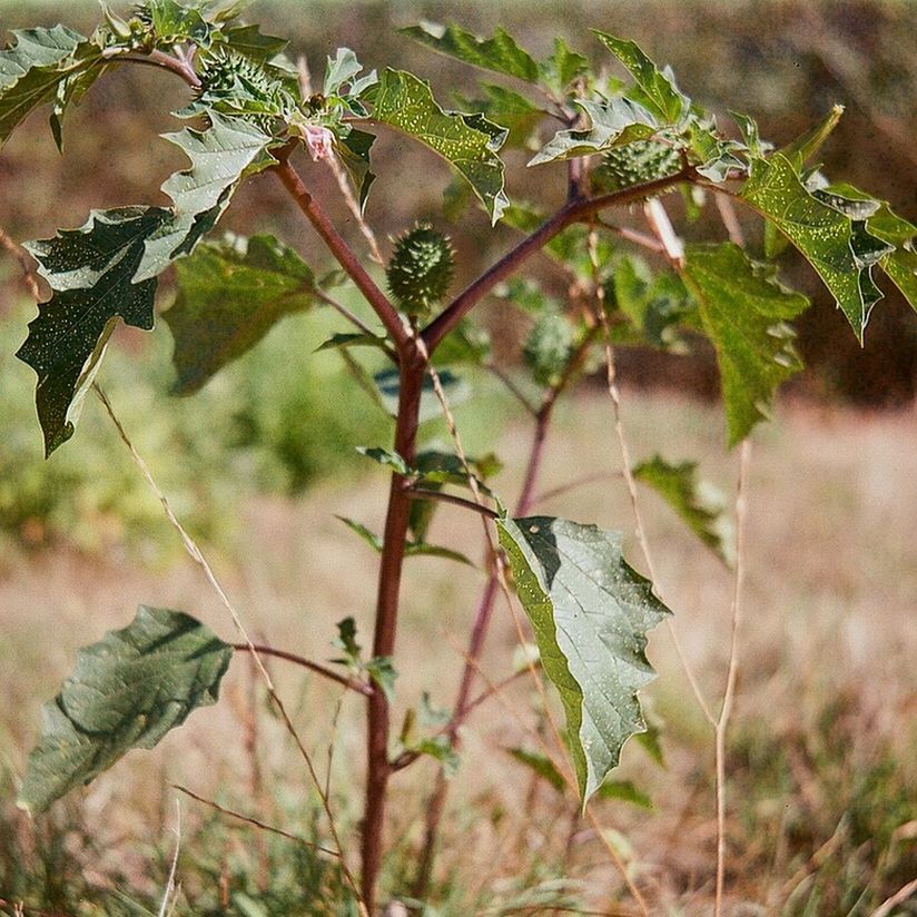 leaf, plant, growth, focus on foreground, close-up, nature, green color, twig, selective focus, branch, stem, outdoors, day, growing, no people, beauty in nature, dry, tranquility, botany, green