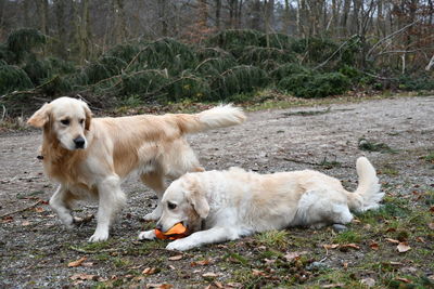 High angle view of golden retriever