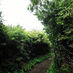 Footpath amidst trees